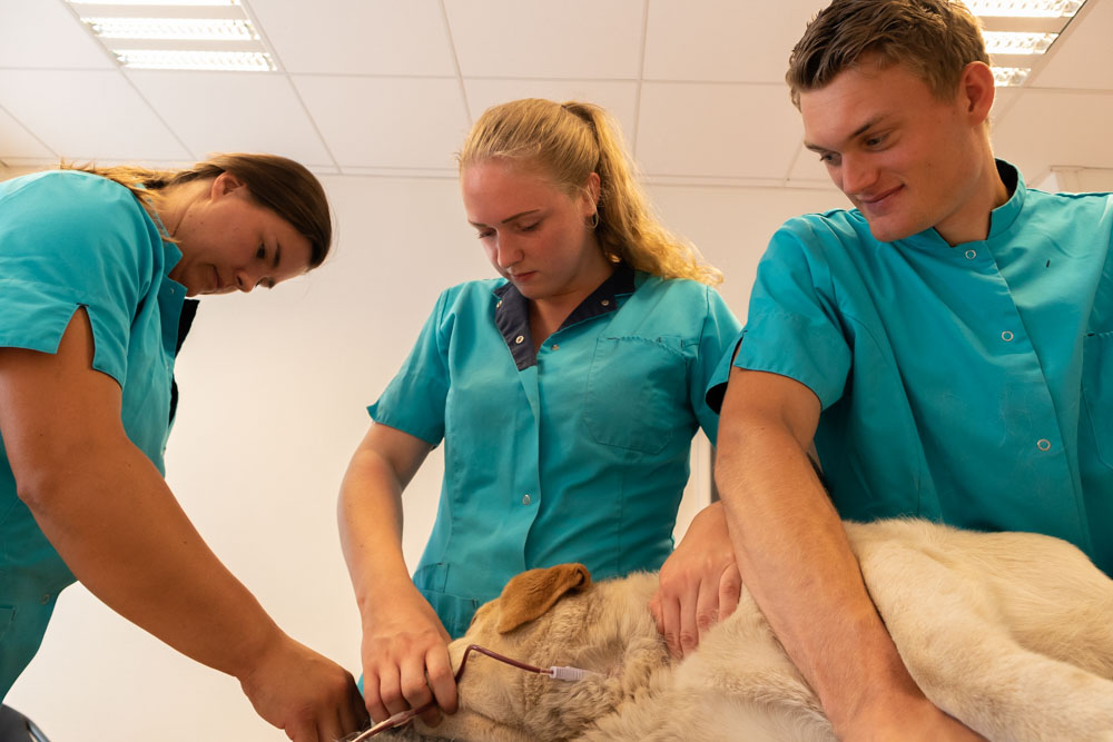Bloeddonatie (1 van 1)