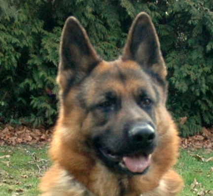 Hemangiosarcoom bij de hond
