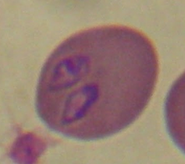 Babesia canis